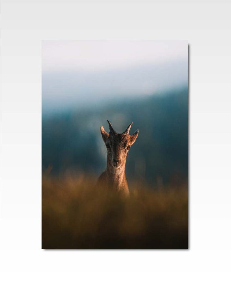 Ibex |  by Phil Suarez.