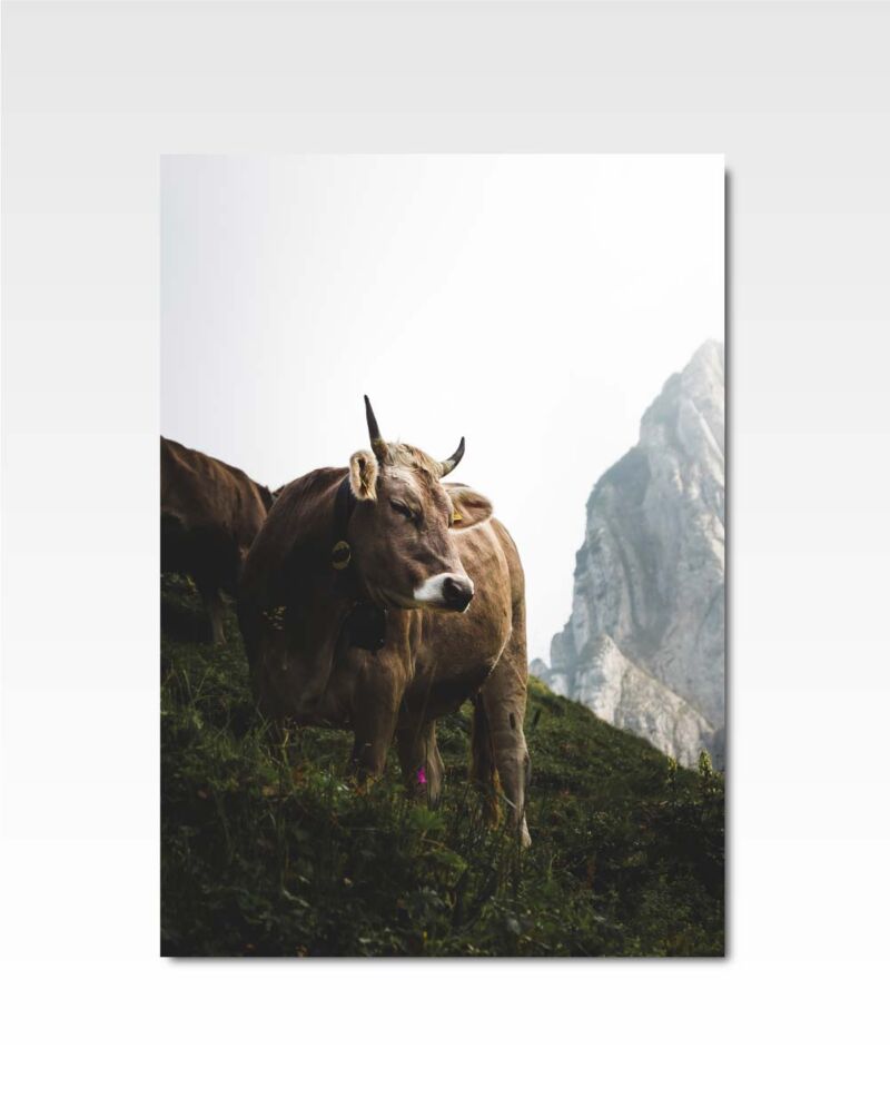 La Vache |  By Phil Suarez.